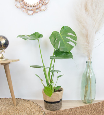 Monstera . Deliciosa