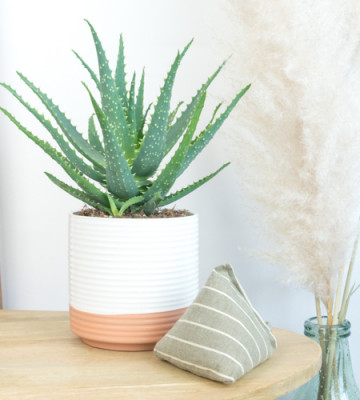 Duo Aloe Vera . Berlingot