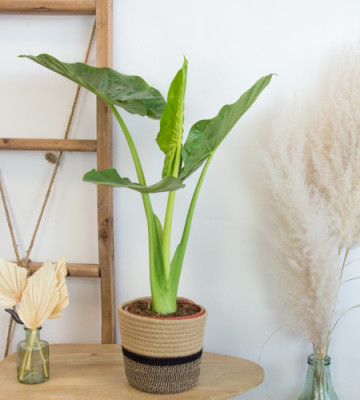 Alocacia · Oreille d'éléphant