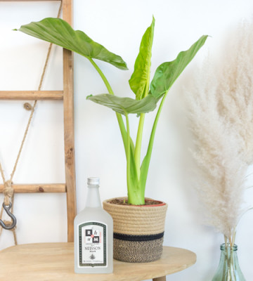 Alocacia · Oreille d'éléphant · Rhum blanc · Le Rhum par Neisson · 52,5° · 70 cl