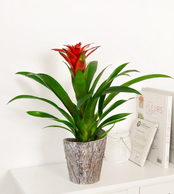 Guzmania