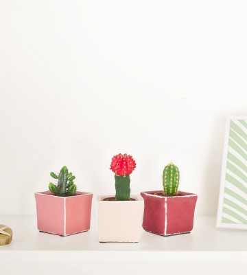 3 pots de cactus 
