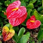photo-fleur-anthurium-rouge