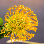 photo-fleur-nutans-jaune