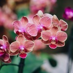 photo-fleur-orchidee