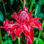 photo-fleur-rose-de-porcelaine